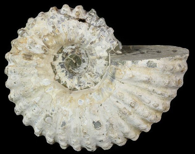 Bumpy Douvilleiceras Ammonite - Madagascar #53315